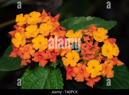 Closeup Lantana camara Blumen mit grünen Blättern isoliert auf Natur Hintergrund Stockfoto