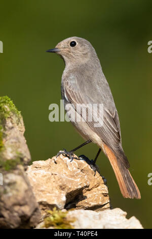 Black Redstart (Phoenicurus ochruros gibraltariensis), einzelne hoch auf einem Felsen Stockfoto