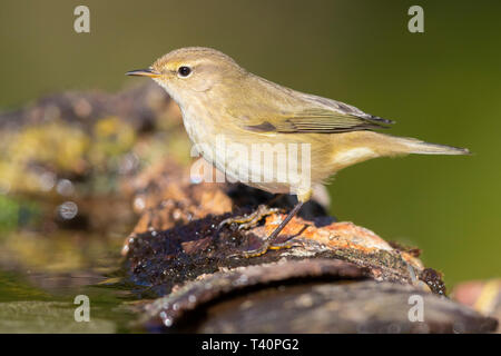 Gemeinsame Chiffchaff (Phylloscopus collybita), Seitenansicht eines Erwachsenen am Rande eines Pool Stockfoto