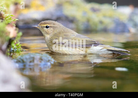 Gemeinsame Chiffchaff (Phylloscopus collybita), Seitenansicht eines Erwachsenen in der Badewanne Stockfoto