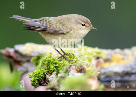 Gemeinsame Chiffchaff (Phylloscopus collybita), thront auf einigen Moss Stockfoto