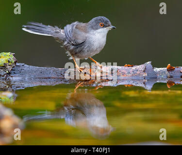 Sardische Warbler (Sylvia Melanocephala), erwachsene Frau in der Badewanne Stockfoto