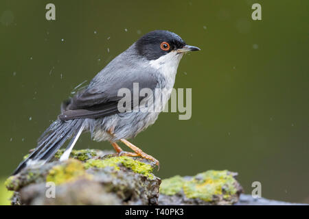 Sardische Warbler (Sylvia Melanocephala), Seitenansicht eines männlichen Erwachsenen nach einer Badewanne Stockfoto