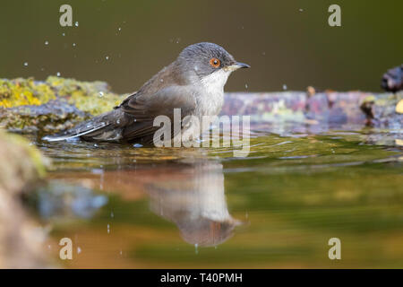 Sardische Warbler (Sylvia Melanocephala), Seitenansicht einer erwachsenen Frau in der Badewanne Stockfoto