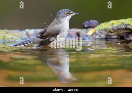 Sardische Warbler (Sylvia Melanocephala), Seitenansicht einer erwachsenen Frau in der Badewanne Stockfoto