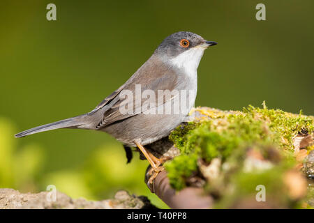 Sardische Warbler (Sylvia Melanocephala), Seitenansicht eines erwachsenen weiblichen Stockfoto