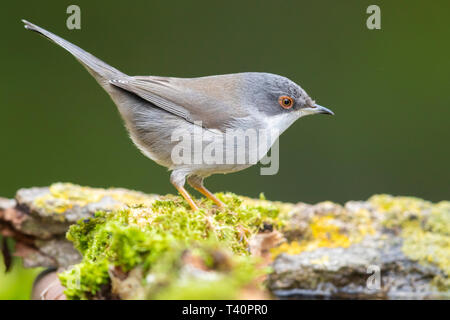 Sardische Warbler (Sylvia Melanocephala), Seitenansicht eines erwachsenen weiblichen thront auf einigen Moss Stockfoto