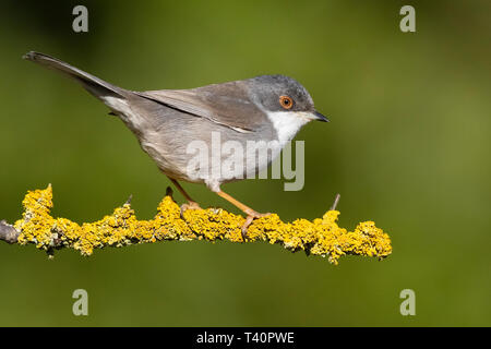 Sardische Warbler (Sylvia Melanocephala), Seitenansicht eines erwachsenen weiblichen auf einem Ast sitzend Stockfoto