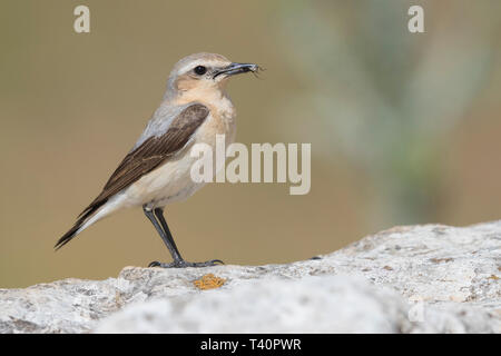 Northern Steinschmätzer (Oenanthe oenanthe), Seitenansicht einer erwachsenen Frau, die eine Beute in ihre Rechnung Stockfoto