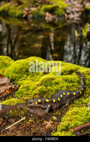 Spotted Salamander (Z.B. Aronstab) Stockfoto