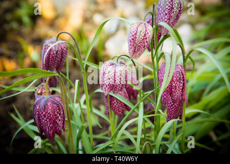 Schlangen Kopf fritillary wachsen in einem schattigen Garten Stockfoto