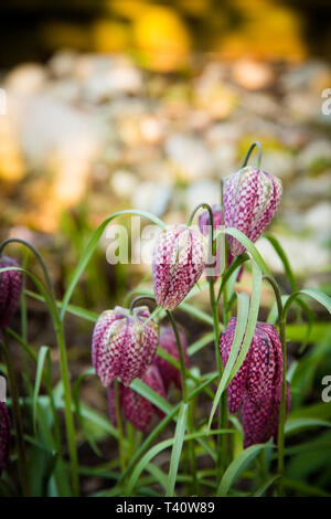 Schlangen Kopf fritillary wachsen in einem schattigen Garten Stockfoto