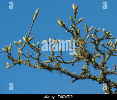 Esche knospen im Frühling Stockfoto