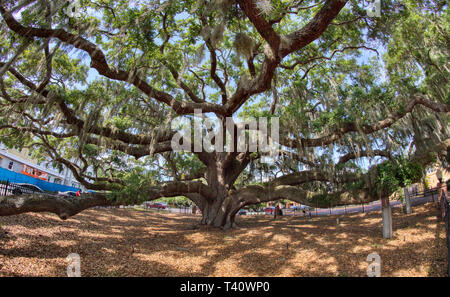 Die Baranoff Eiche in Baranoff Park angeblich die älteste lebende Live Oak Tree in Pinellas County in Florida Safety Harbor Stockfoto