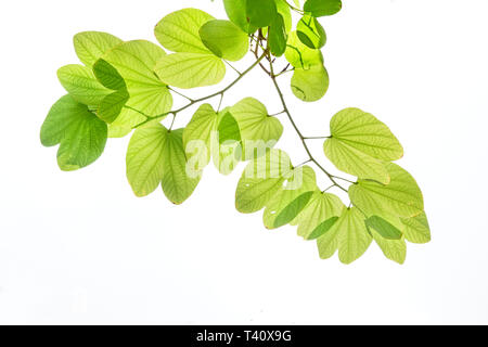 Grüne Blätter Lila Bauhinia Orchidee Baum unter Sonnenlicht, auch als Hong Kong Orchidee oder Schmetterling Baum, tropische Pflanze in Südostasien, isolat bekannt Stockfoto