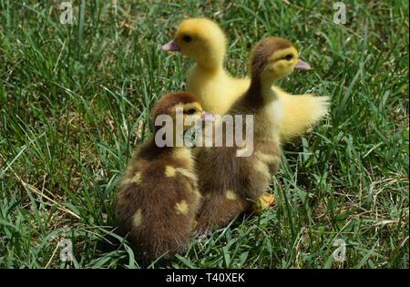 Entenküken einer Moschus Ente. Dreitägige Entenküken gehen auf einer Wiese. Stockfoto