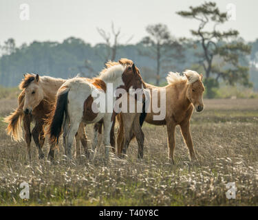 Ein Team oder der wilden Pferde in ein Feld gehört Stockfoto