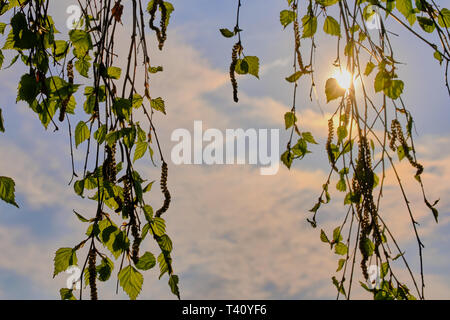 Sonne scheint zwischen Zweigen einer Birke mit grünen Blättern Stockfoto