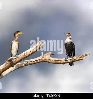 Große Kormorane auf einem toten Zweig am Lake Naivasha, Kenia. Stürmischen Himmel Hintergrund. Der Erwachsene befindet sich auf der rechten Seite und der juvanile ist auf der linken Seite. Stockfoto