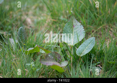 Unkraut im Rasen land Stockfoto