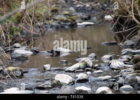 Geringe Wasser im Frühling Stockfoto