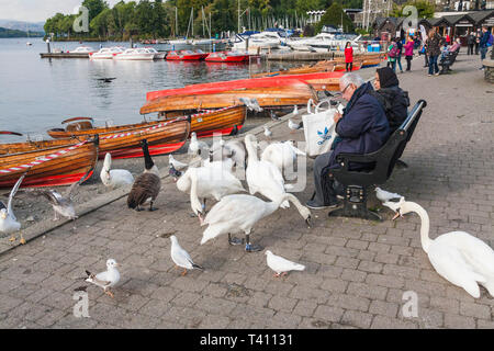 Schwäne am See gespeist durch die touristsat Bowness on Windermere, Cumbria, England, Großbritannien Stockfoto