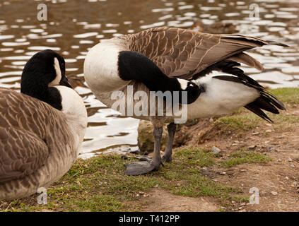 Zwei Kanadagänse, einer putzt sich Stockfoto