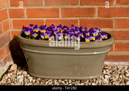 Viola Blumen heraus lugen aus einem blumenkübel Stockfoto