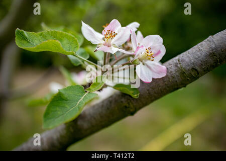 Selektive flachen Fokus von pear Blüten im Frühling. Pear-Filiale in der Blüte. Verschwommen grünen Hintergrund. Birnen Blüte im zeitigen Frühjahr, Moody tag Bild Stockfoto