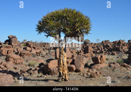 Wüstenlandschaft mit einem köcherbaum (Aloe dichotoma), Namibia, Afrika Stockfoto