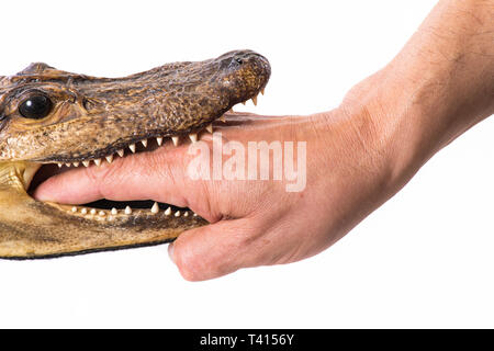 Hand in den Mund ein kleines Krokodil - isoliert Stockfoto