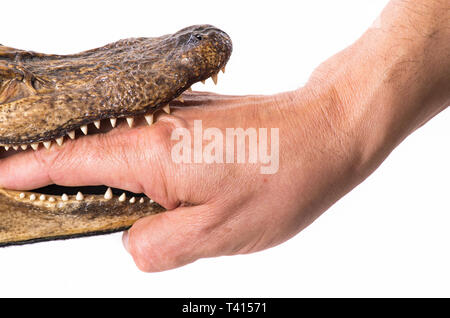 Hand in den Mund ein kleines Krokodil - isoliert Stockfoto