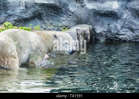Nahaufnahme eines Eisbären im Wasser Stockfoto