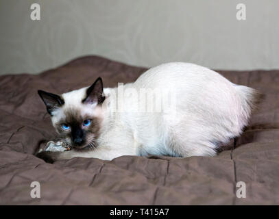 Kätzchen kurzhaarige Farbe seal Point Stockfoto