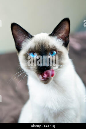 Kätzchen kurzhaarige Farbe seal Point Stockfoto