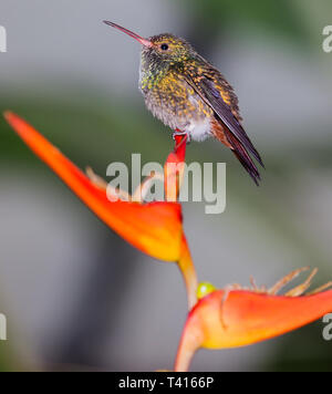 Hummingbird sitzen auf einer Blume Stockfoto