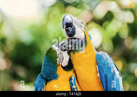 Zwei Ara's in Cartagena/Kolumbien. Stockfoto