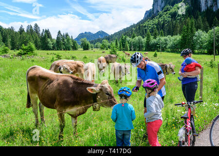 Familie tun Radtour - brechen, um Kühe zu füttern Stockfoto