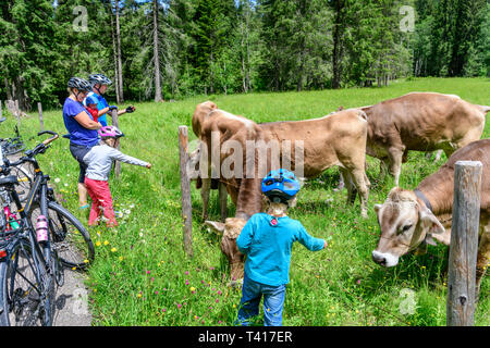 Familie tun Radtour - brechen, um Kühe zu füttern Stockfoto