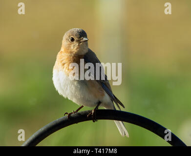 Schöne weibliche Eastern Bluebird sitzen auf der Hook eines Hirten in der frühen Morgensonne Stockfoto