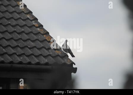 Taube thront auf einem städtischen Dach im Frühjahr Stockfoto