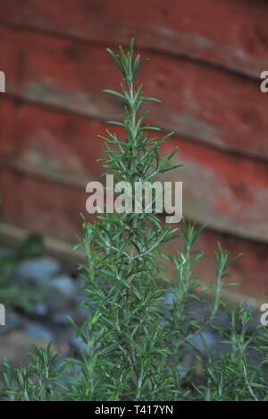 Rosmarin (Rosmarinus officinalis) wachsen in einem Blumentopf Stockfoto