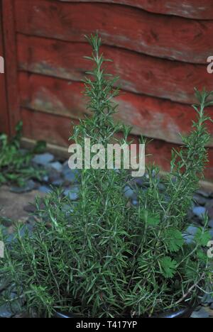 Rosmarin (Rosmarinus officinalis) wachsen in einem Blumentopf Stockfoto