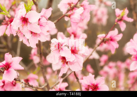 Hellrosa pfirsich Blüte im Frühjahr Sonnenschein Stockfoto