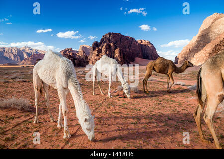 Vier Kamele Weiden in der Wüste Wadi Rum, Jordanien Stockfoto