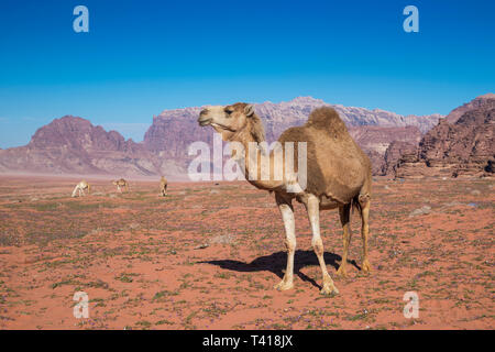 Vier Kamele Weiden in der Wüste Wadi Rum, Jordanien Stockfoto