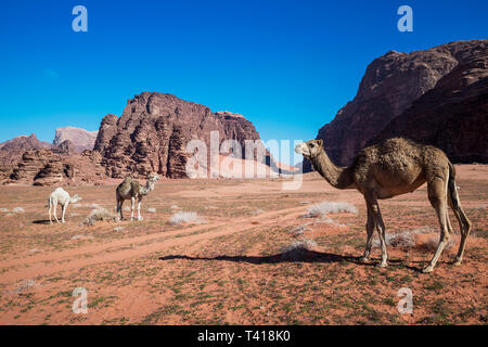 Herde Kamele Weiden in der Wüste Wadi Rum, Jordanien Stockfoto