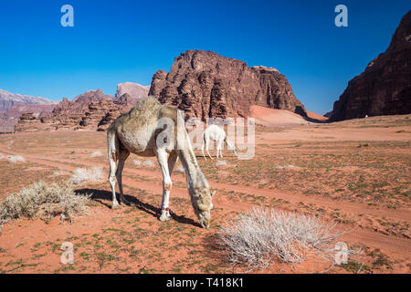 Herde Kamele Weiden in der Wüste Wadi Rum, Jordanien Stockfoto