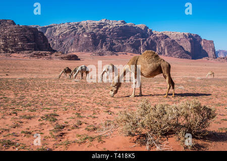 Herde Kamele Weiden in der Wüste Wadi Rum, Jordanien Stockfoto