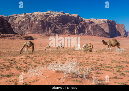 Herde Kamele Weiden in der Wüste Wadi Rum, Jordanien Stockfoto